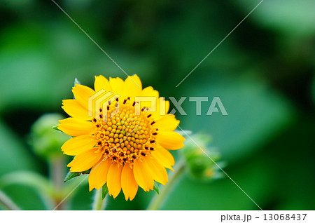 ヤーコンの花 の写真素材