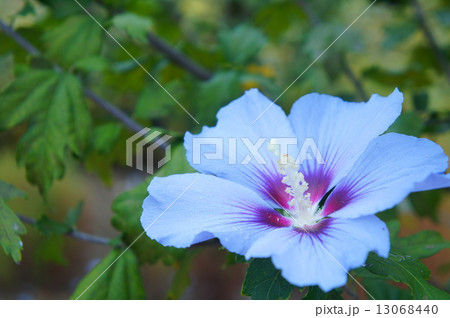 1輪のムクゲ  13068440