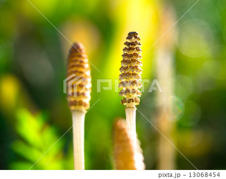 土筆 土筆 13068454