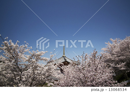 桜景色 奈良 壺阪寺 桜景色 奈良 壺阪寺 13068534