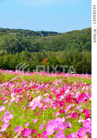 丘のコスモス畑 13068593