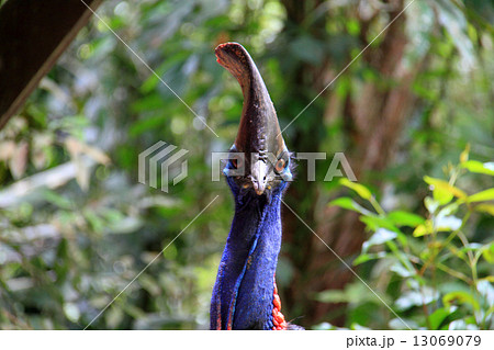 ヒクイドリ ヒクイドリ 13069079