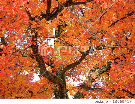 楓（タイワンフウ）の紅葉 13069417