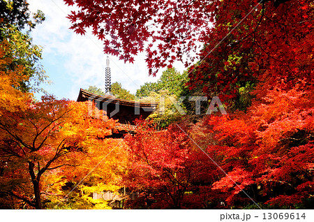 金剛輪寺　三重塔の紅葉 13069614