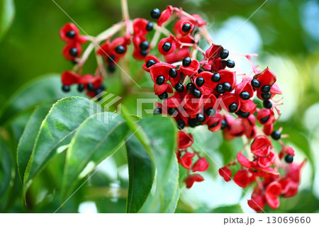 クサギの黒い実 13069660