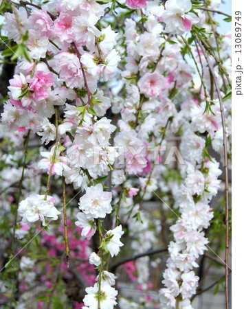 枝垂れ花桃(混色) 枝垂れ花桃(混色) 13069749