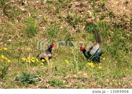 キジの縄張り争い 13069908