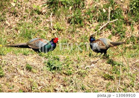 キジの縄張り争い キジの縄張り争い 13069910