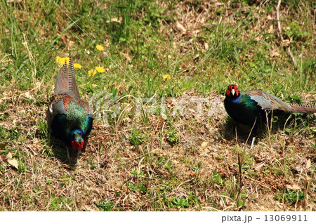 キジの縄張り争い 13069911