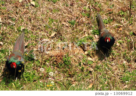キジの縄張り争い 13069912