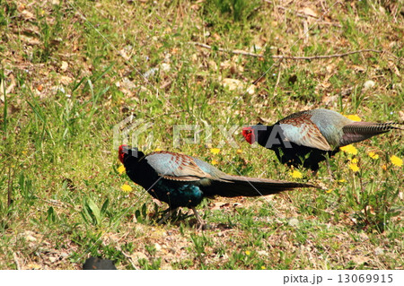 キジの縄張り争い 13069915