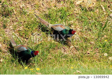 キジの縄張り争い 13069942