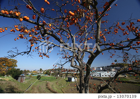 柿木と青空 柿木と青空 13070139