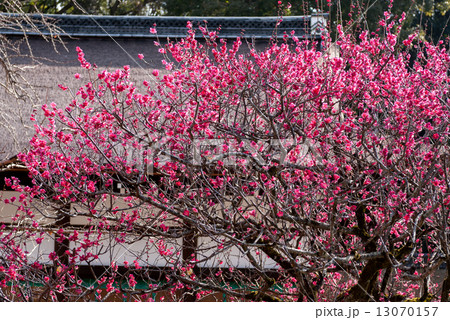 尾形光琳の梅 13070157