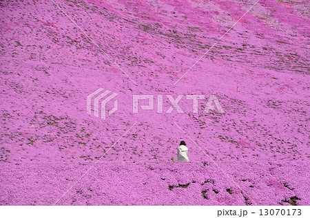 東藻琴芝桜公園 東藻琴芝桜公園 13070173