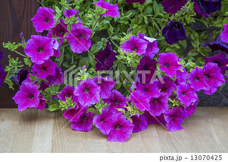 decorative flowers petunia 13070425