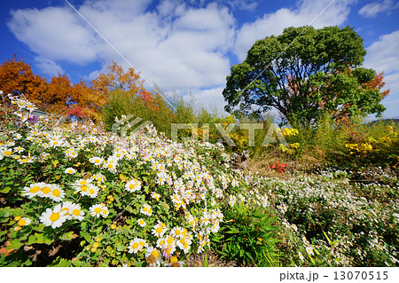 のじぎくと紅葉 13070515
