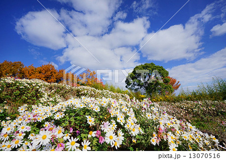のじぎくと秋の空 13070516