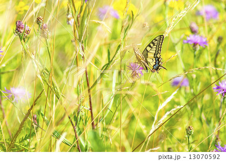swallowtail butterfly, Papilio machaon 13070592
