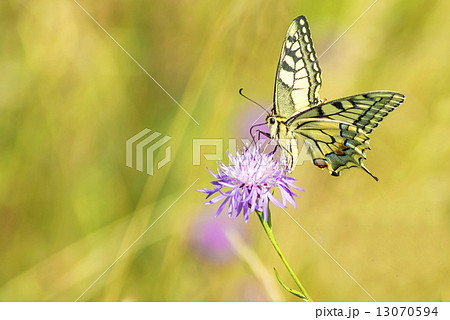 swallowtail butterfly, Papilio machaon swallowtail butterfly, Papilio machaon 13070594