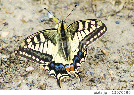 swallowtail butterfly, Papilio machaon 13070596