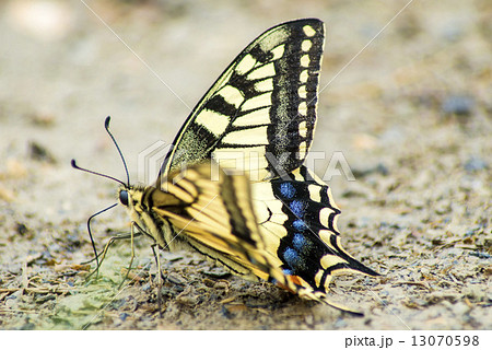 swallowtail butterfly, Papilio machaon 13070598
