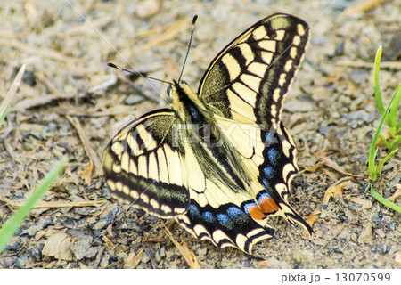 swallowtail butterfly, Papilio machaon 13070599