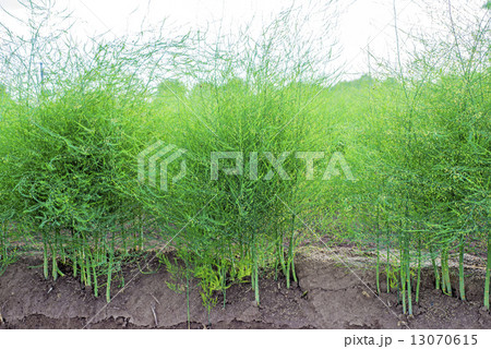 field of asparagus field of asparagus 13070615