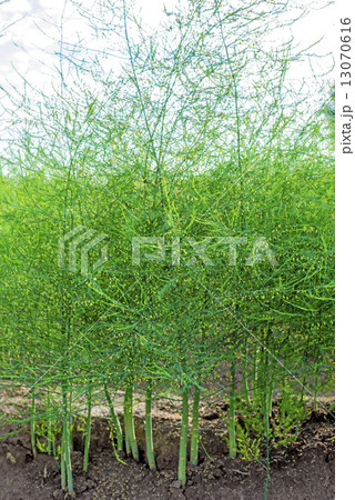 field of asparagus 13070616