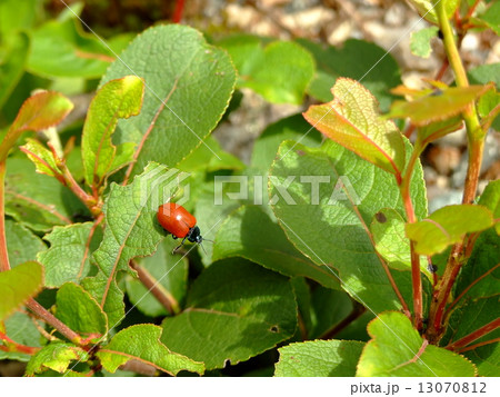 ドロノキハムシ 13070812