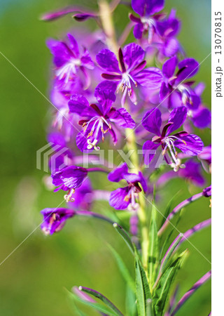 rosebay willow-herb, Epilobium angiustifolium 13070815