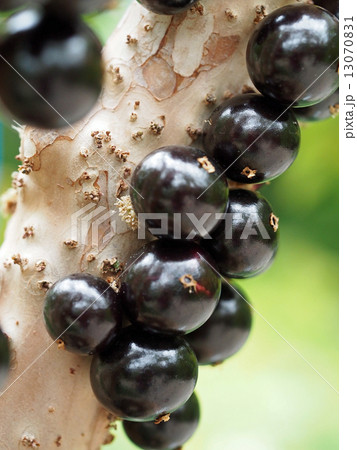 ジャボチカバ ジャボチカバ 13070831