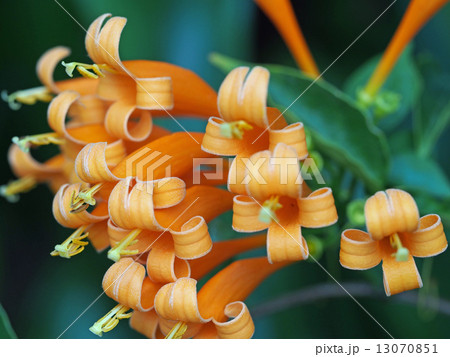 カエンカズラ 13070851