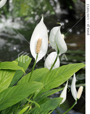 スパティフィラム 13070853