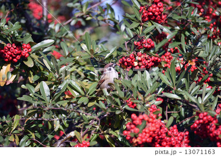 スズメとピラカンサ 13071163
