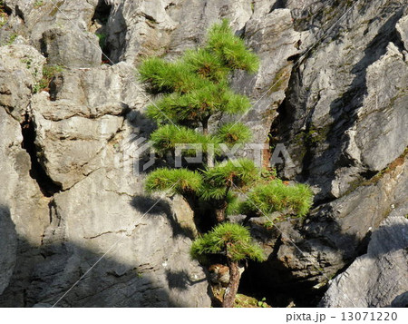 一本の木 一本の木 13071220