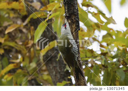 京都御苑の野鳥(アオゲラ) 京都御苑の野鳥(アオゲラ) 13071345