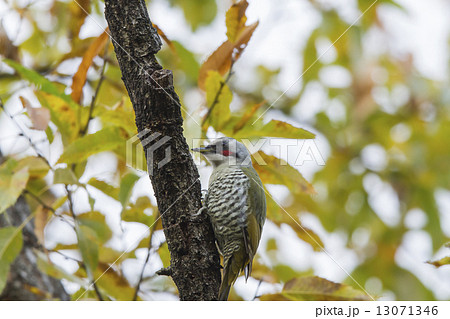 京都御苑の野鳥（アオゲラ） 13071346