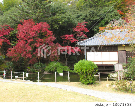 聚遠亭のもみじ紅葉　茶室楽庵と紅葉 13071358