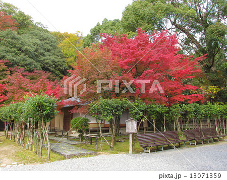 聚遠亭のもみじ紅葉　楽庵の北と紅葉 13071359