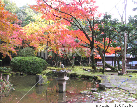 聚遠亭のもみじ紅葉　日本庭園 13071366