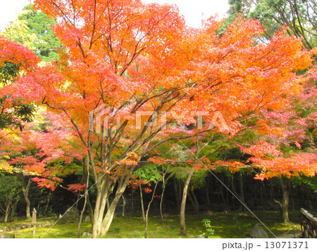 聚遠亭のもみじ紅葉 聚遠亭のもみじ紅葉 13071371