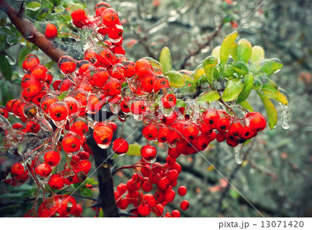 Branch of a bush with bright berries after freezing rain 13071420