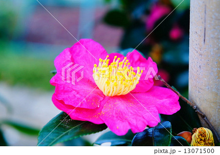 山茶花 13071500