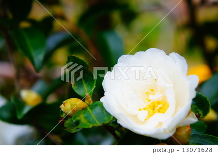 サザンカ 13071628