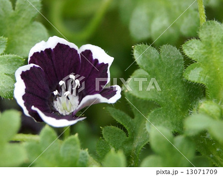 黒いネモフィラ・メンジージー 'ペニーブラック' 黒いネモフィラ・メンジージー 'ペニーブラック' 13071709