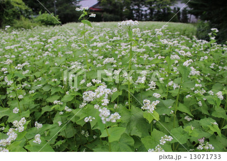 花畑 13071733