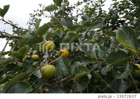 柿の実 柿の実 13072637