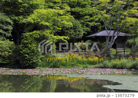 鳥見山公園　睡蓮と黄菖蒲の競演 13073279