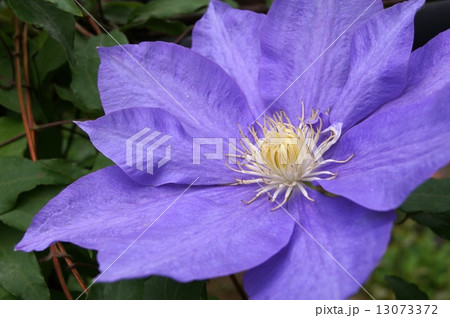 紫のクレマチス（H.F.ヤング） 13073372